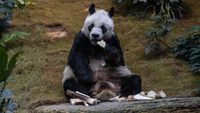 An An, el panda macho gigante más viejo del mundo en cautiverio, muere a los 35 años
