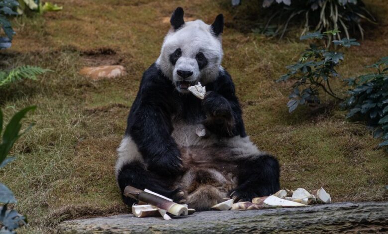An An, el panda macho gigante más viejo del mundo en cautiverio, muere a los 35 años