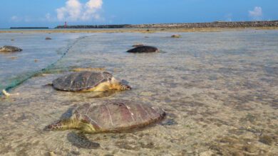 Apuñalamientos de tortugas marinas en Japón es poco probable que conduzcan a cargos