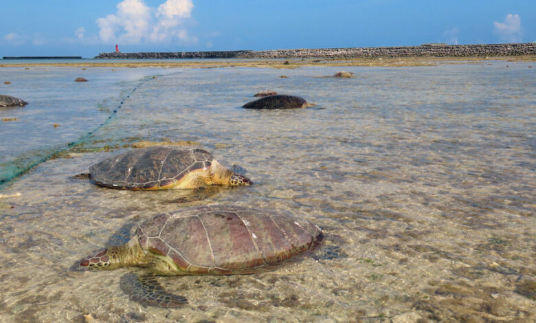 Apuñalamientos de tortugas marinas en Japón es poco probable que conduzcan a cargos