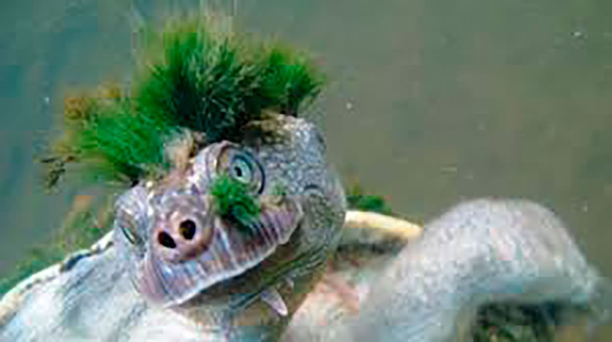 tortuga punk gigante