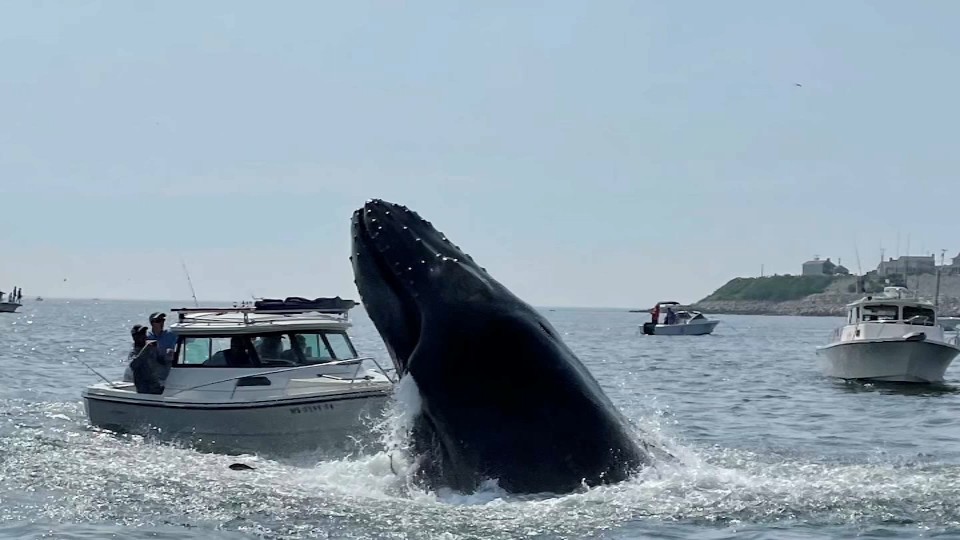 Ballena cae sobre un barco en Massachusetts