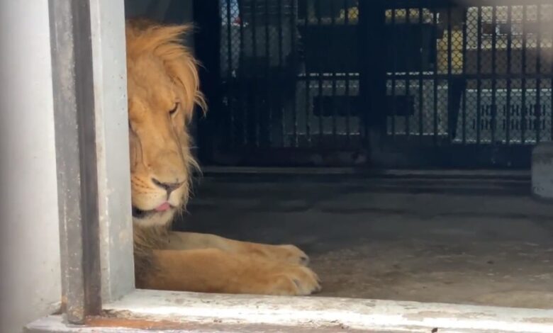 Black Jaguar | Ya son atendidos 4 leones en Chapultepec; llegan otros 4 felinos al zoológico