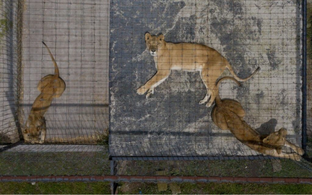 Caso Black Jaguar-White Tiger | Urgen a Profepa a trasladar felinos tras clausura de 'santuario'