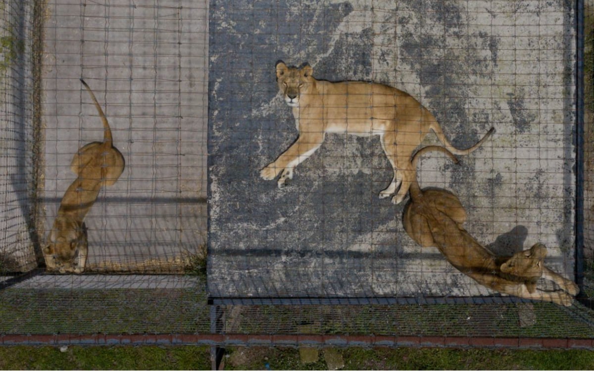 Caso Black Jaguar-White Tiger | Urgen a Profepa a trasladar felinos tras clausura de ‘santuario’