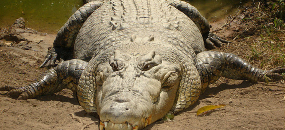 Cocodrilo ataca a dos turistas en Puerto Vallarta, Jalisco | Fotos