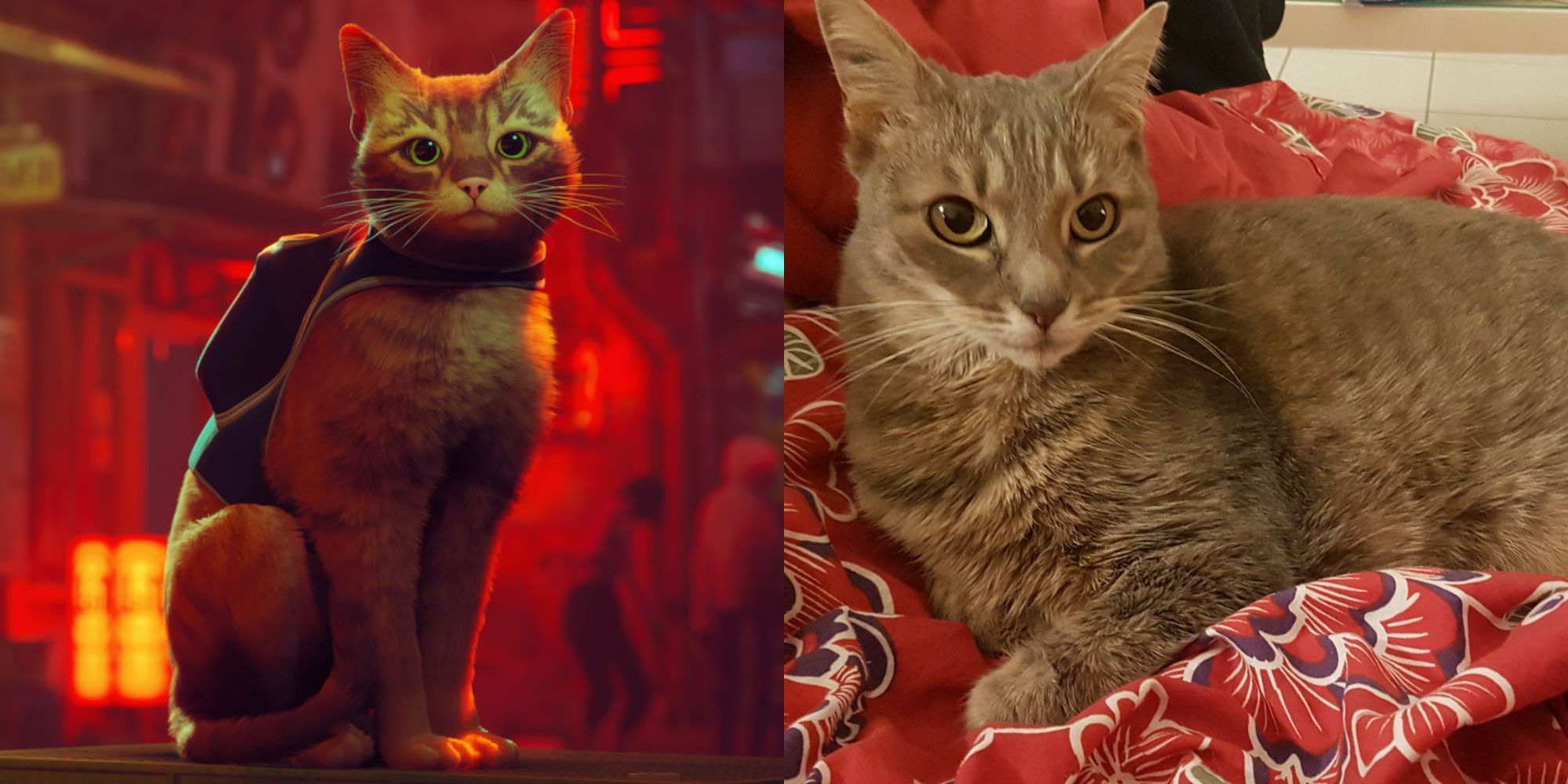 Cómo el actor de voz de Stray dio vida a su personaje principal