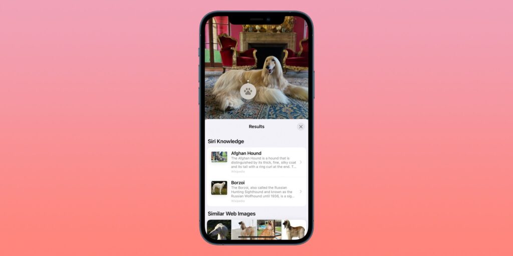 Cómo usar la búsqueda visual en iOS 15 para identificar plantas y mascotas