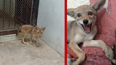 Coyote que deambulaba por calles de Azcapotzalco es atendido en Zoológico Los Coyotes