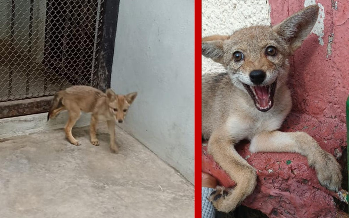 Coyote que deambulaba por calles de Azcapotzalco es atendido en Zoológico Los Coyotes