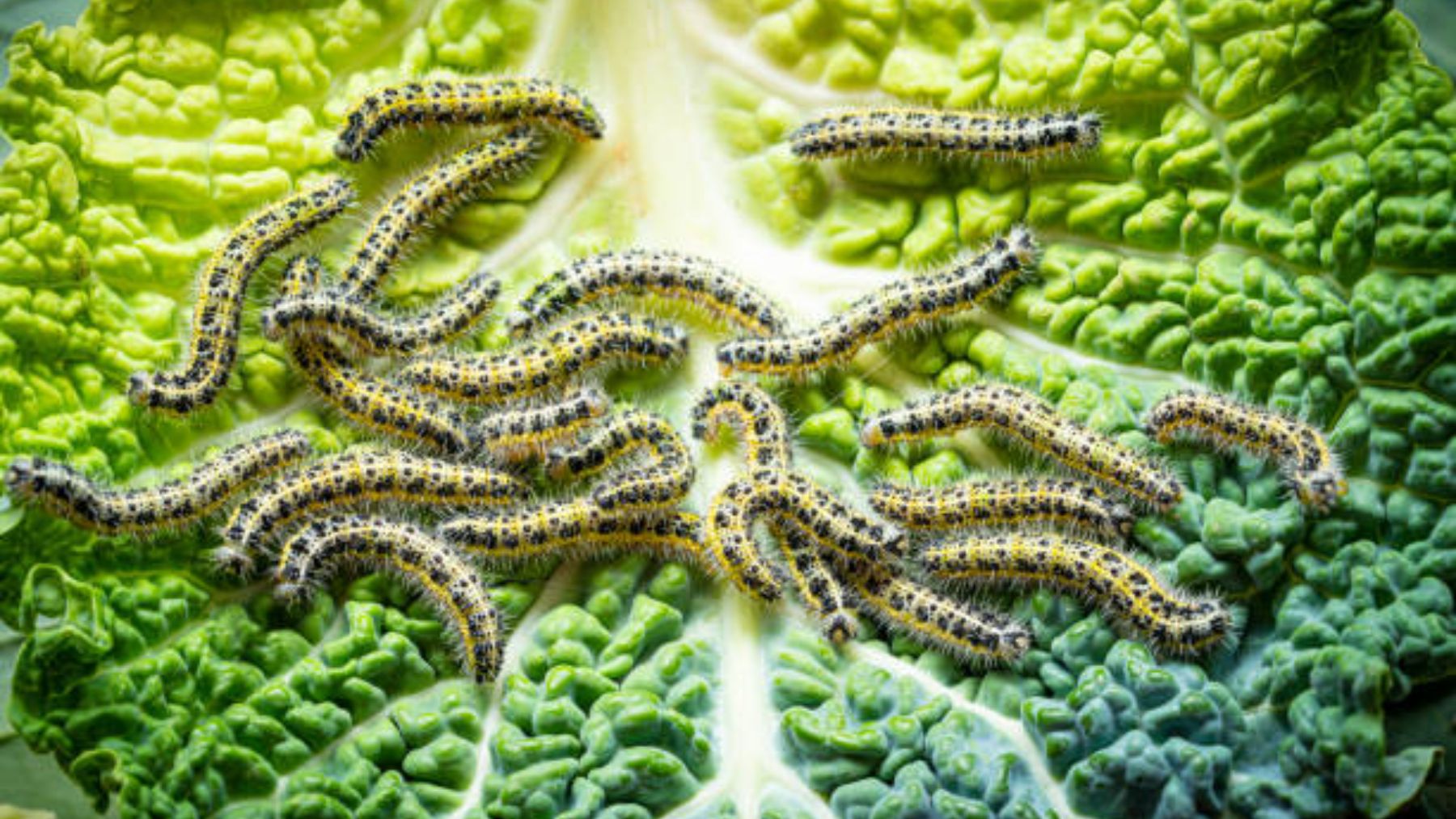 Cuáles son las características de los animales invertebrados