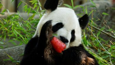 Dan paletas heladas a animales de Zoológico de Madrid ante calor extremo