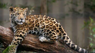 Declaran área natural protegida a la región Jaguar, en Tulum, Quintana Roo