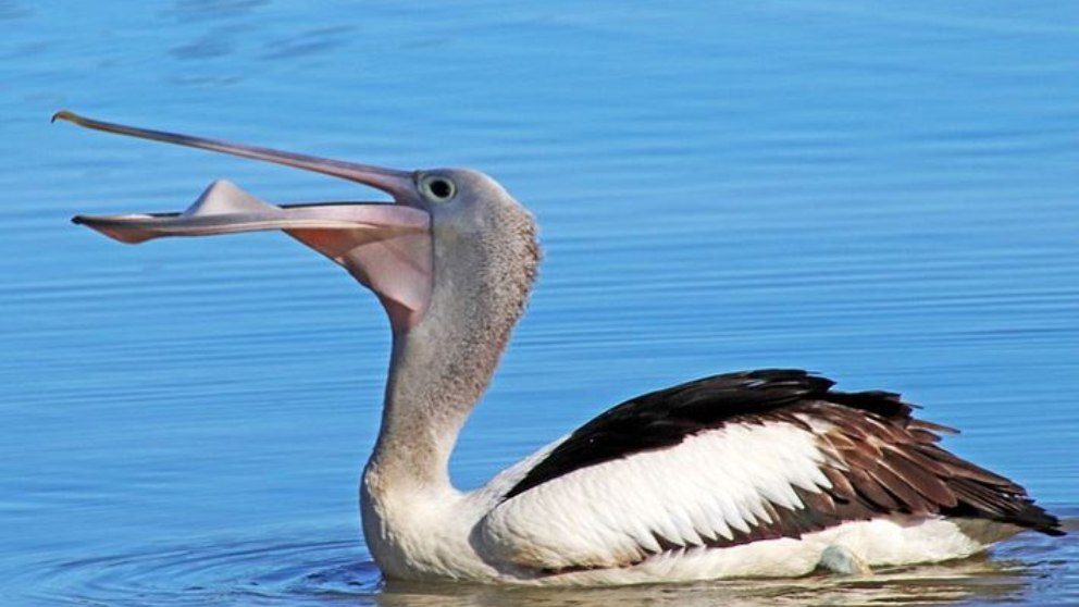 Descubre 5 curiosidades que no sabías