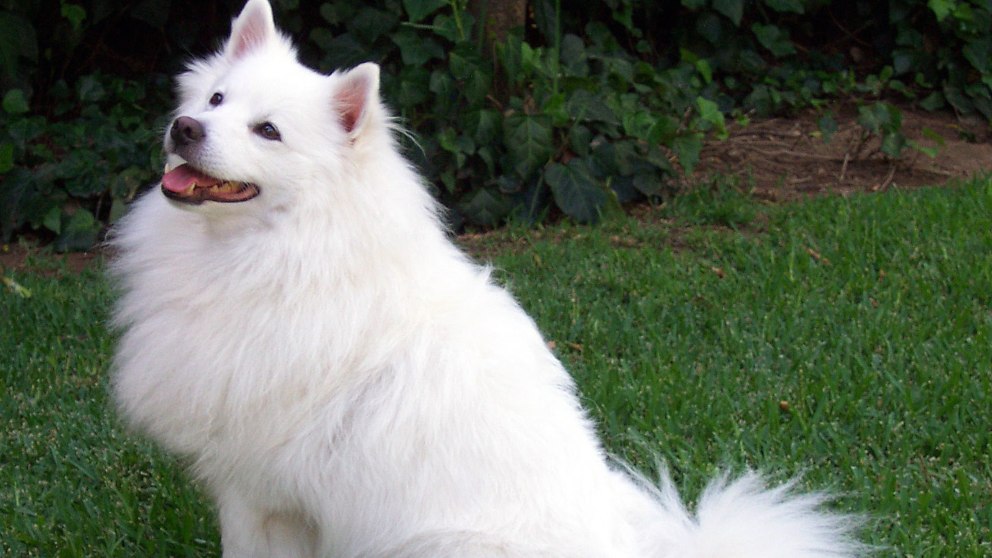 Descubre algunas de las razas de perros más grandes del mundo