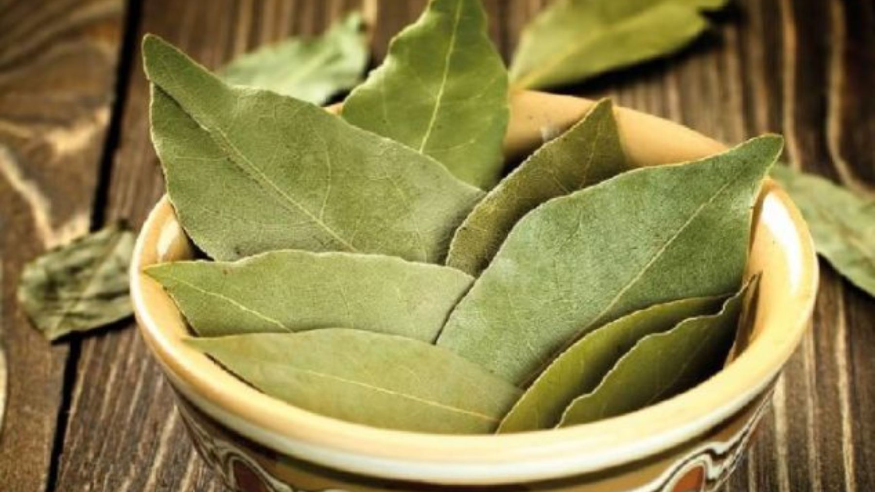 El truco del laurel para fulminar para siempre las cucarachas en casa