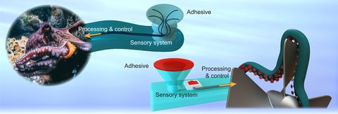 octaglove en un recipiente de plástico