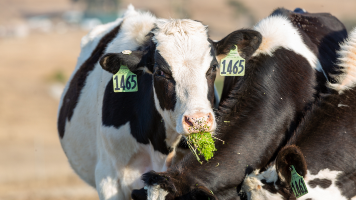 Fyto combina automatización y robótica para que las ‘superplantas’ acuáticas puedan crecer en casi cualquier lugar