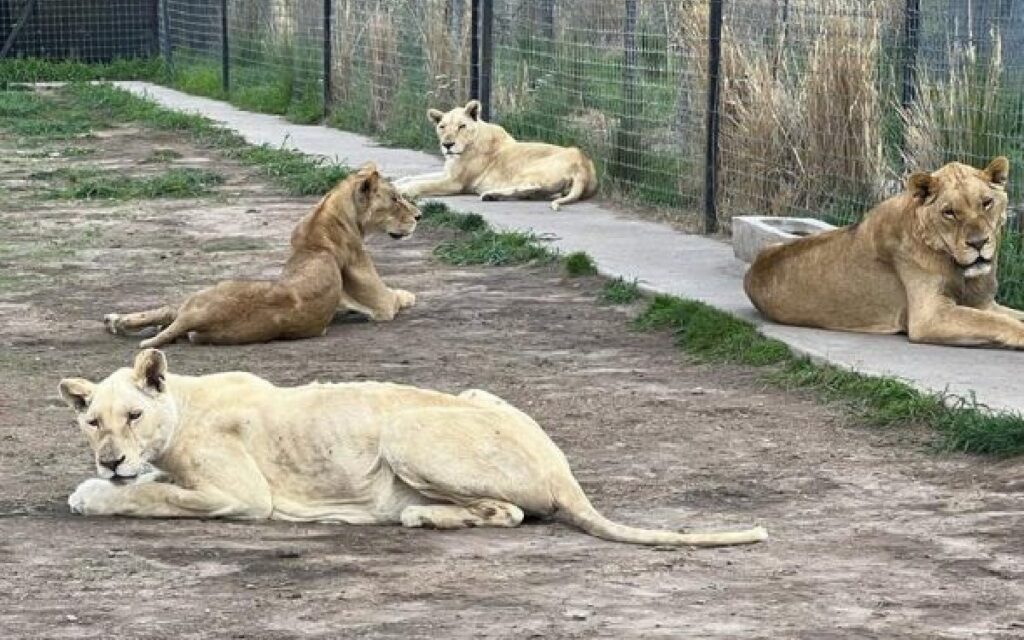 Habilitan página de recaudación de fondos para felinos rescatados del Black Jaguar-White Tiger