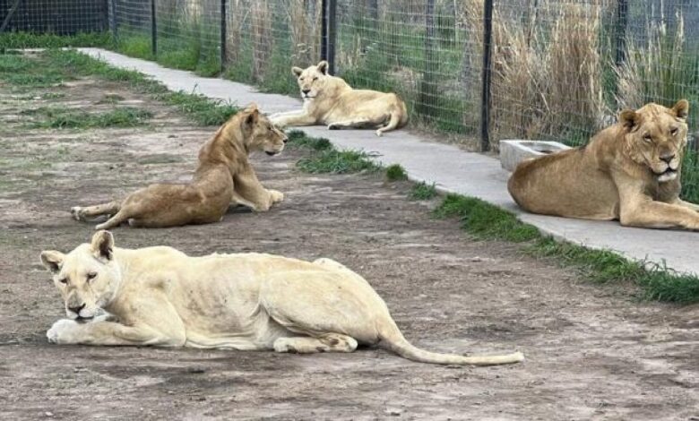 Habilitan página de recaudación de fondos para felinos rescatados del Black Jaguar-White Tiger