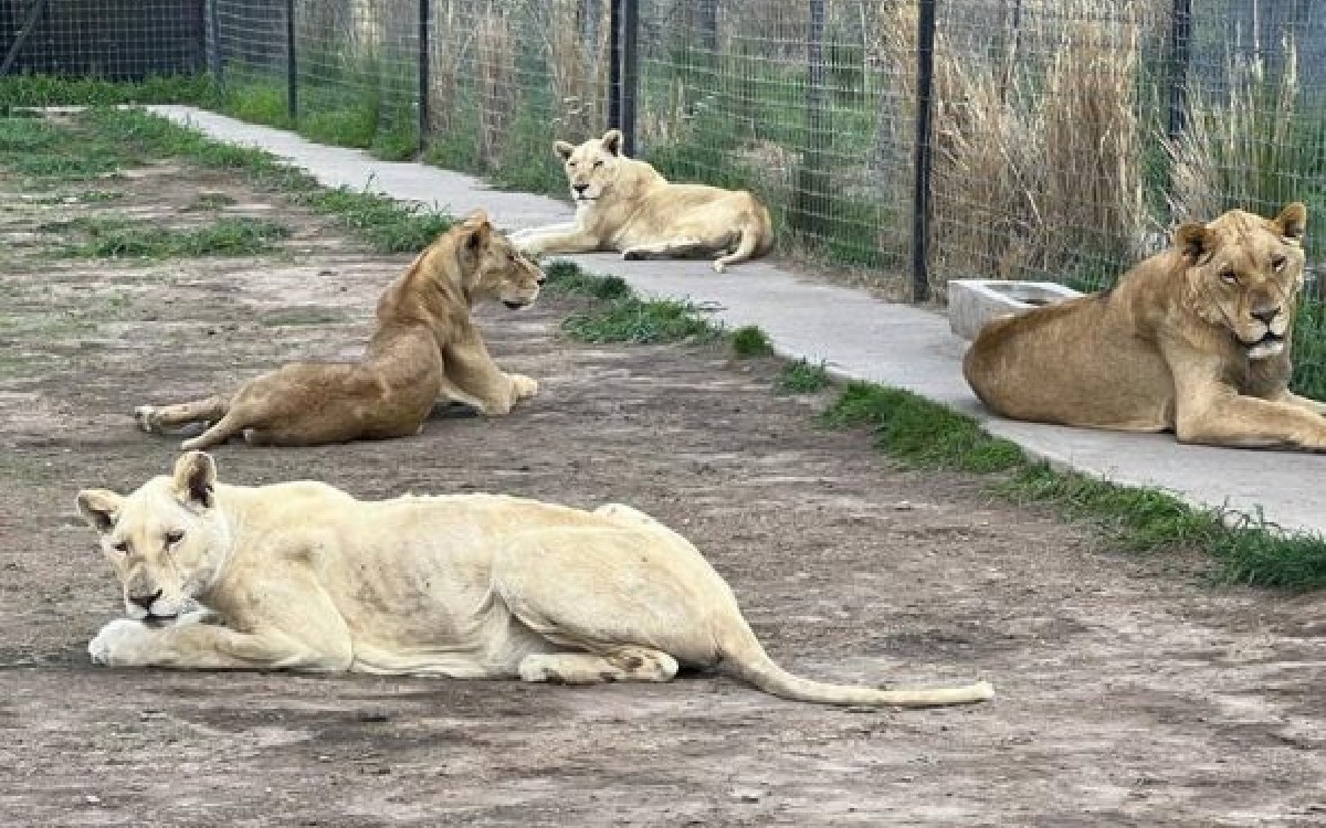 Habilitan página de recaudación de fondos para felinos rescatados del Black Jaguar-White Tiger