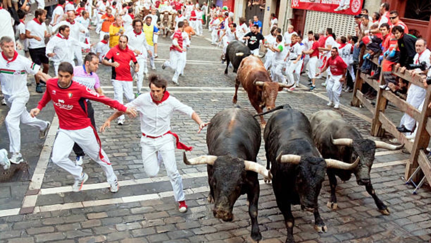 La diferencia entre toro de lidia, cabestros y mansos en los encierros de Sanfermines