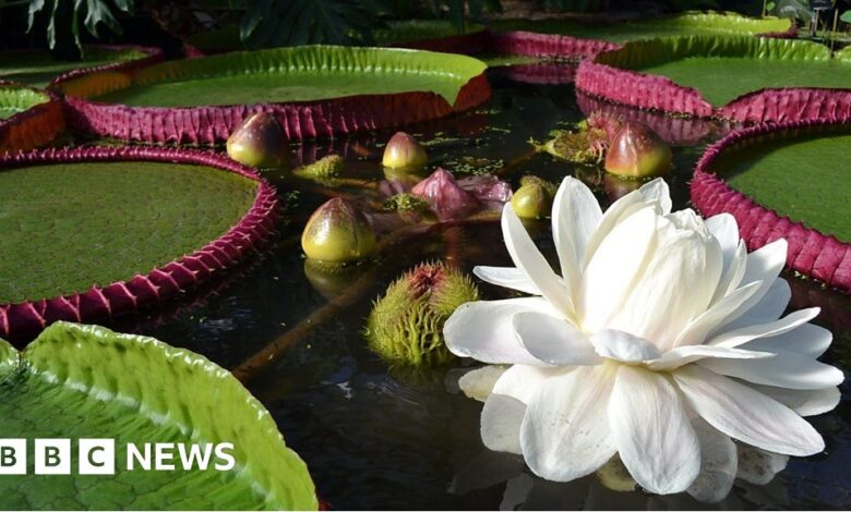 La especie de nenúfar más grande del mundo descubierta en Kew Gardens
