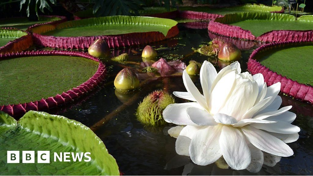 La especie de nenúfar más grande del mundo descubierta en Kew Gardens