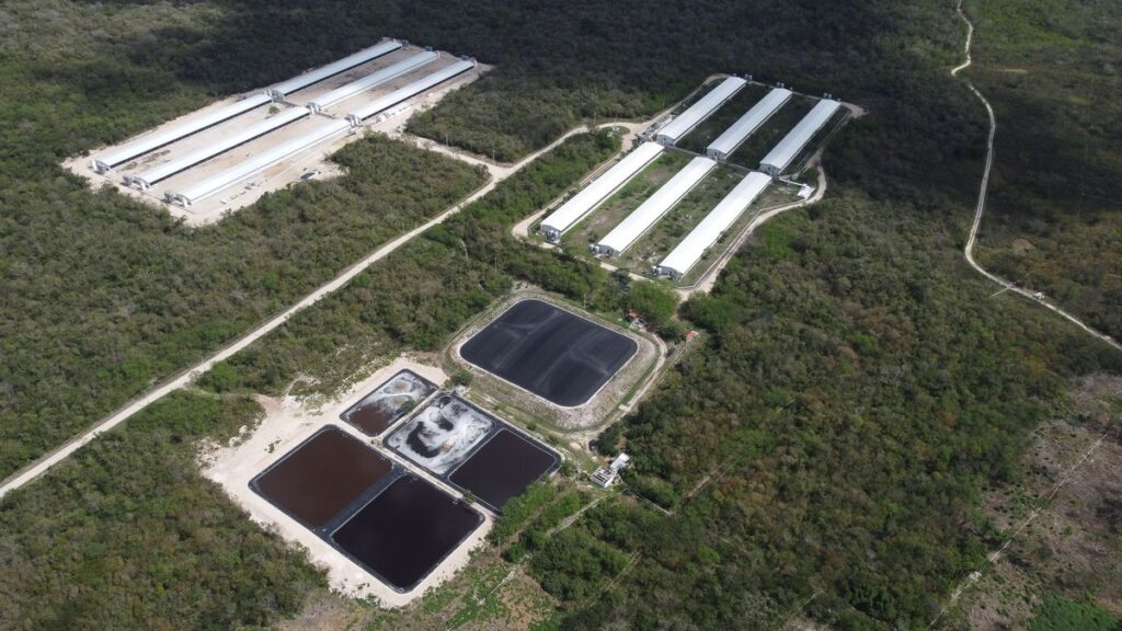 La lucha contra las granjas porcícolas de Yucatán toca a las puertas de la Suprema Corte