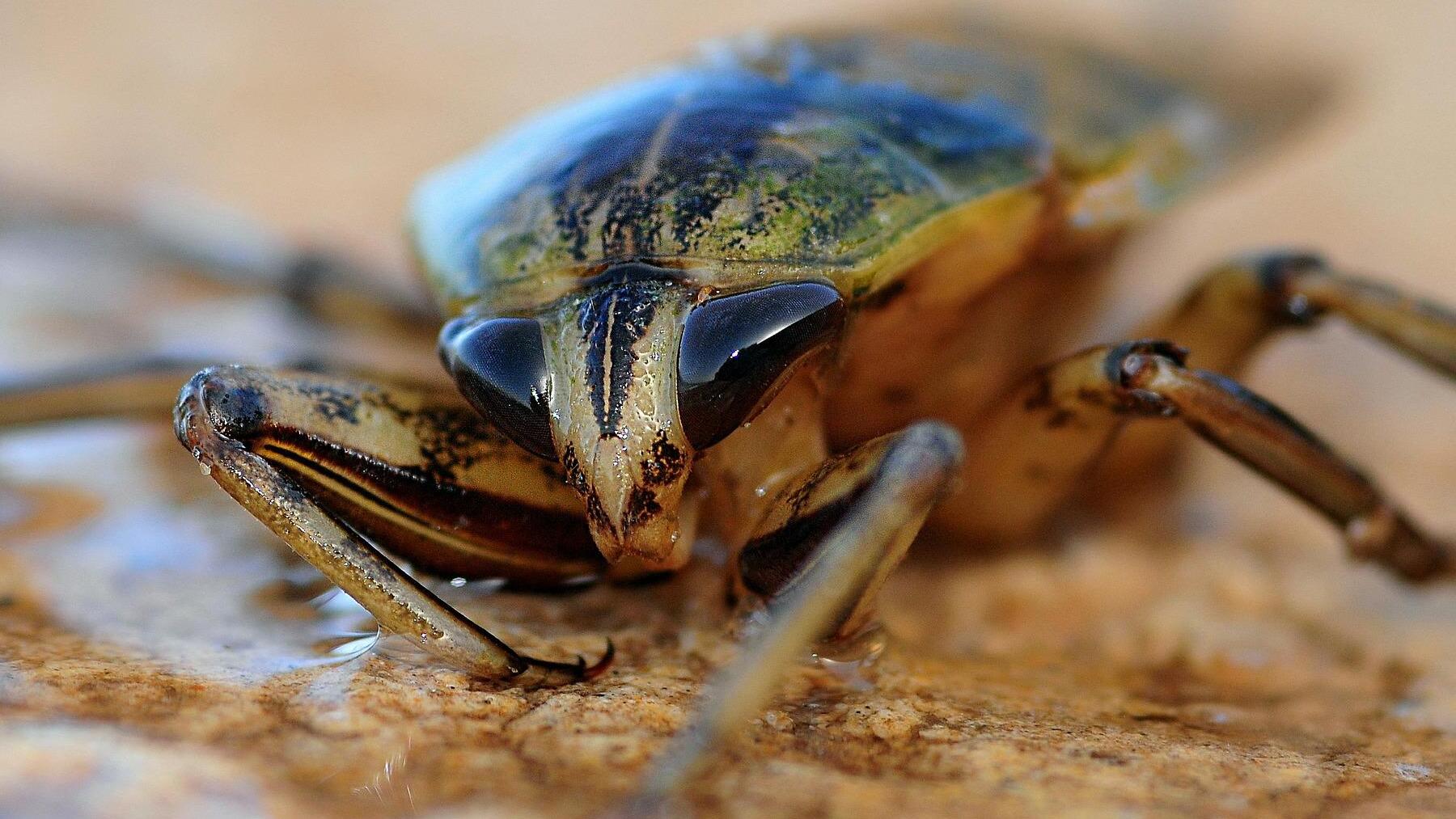 La razón por la que deberás evitar a toda costa pisar una cucaracha en la cocina