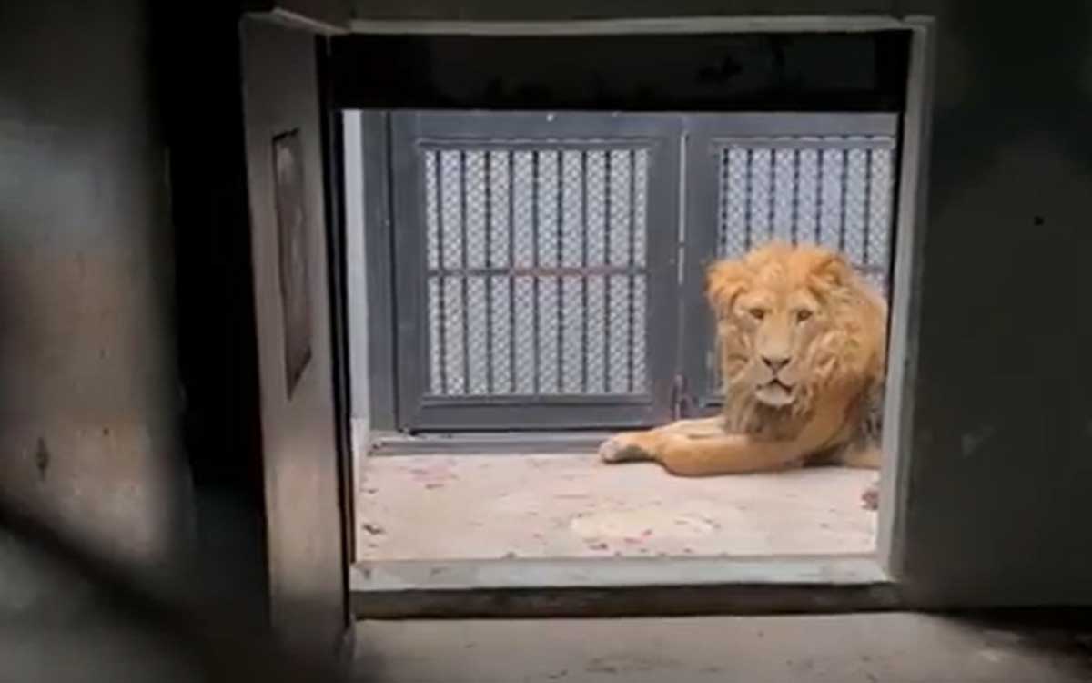 Llegan al zoológico de Chapultepec los primeros felinos rescatados del Black Jaguar-White Tiger