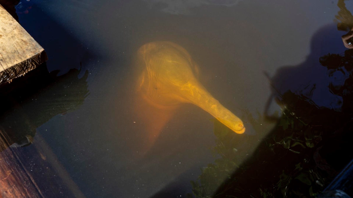 «Lo cazan para atraer el amor»: crean en Ecuador santuario para proteger al delfín rosado
