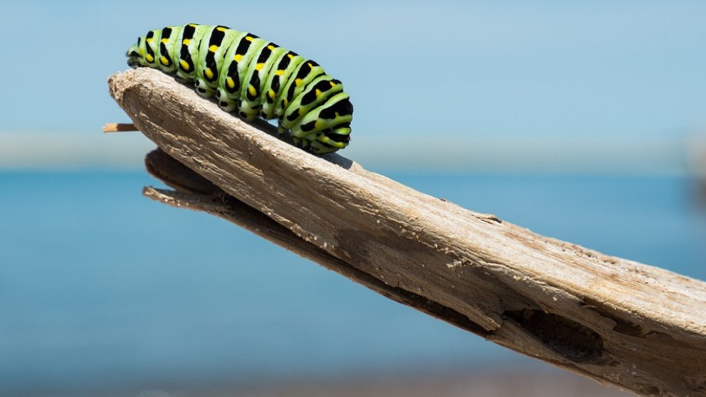 Lo que no sabes de estos insectos