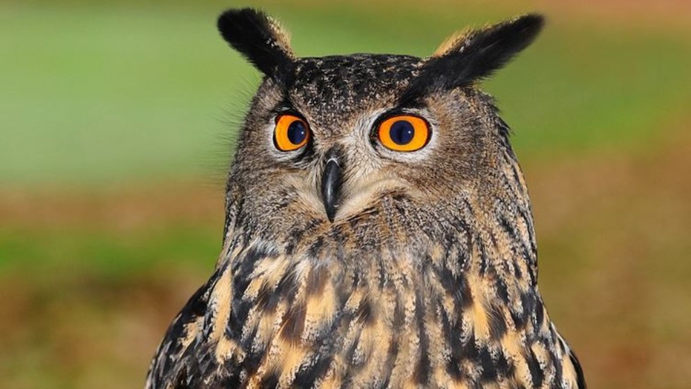 Los animales no consiguen adaptarse