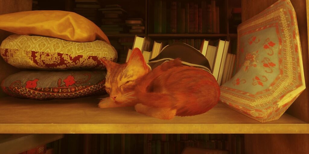 Los gatos nunca se cansan de la calle, según videos de fans