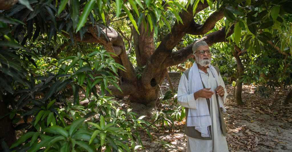 'Mango Man' es el principal poeta, filósofo, aficionado y científico de la fruta