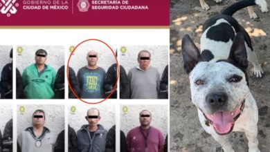 Operativo en Topilejo: denuncian desaparición de perros en pensión y detención de su entrenador