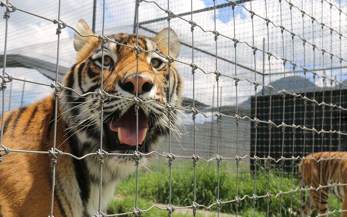 PROFEPA traslada a más animales de Black Jaguar a Morelos, Chiapas y Veracruz