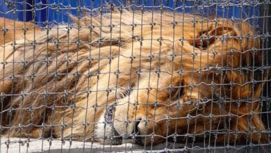Personal de la FGR comenzó la búsqueda de fosas de felinos en predio de Black Jaguar-White Tiger | Video