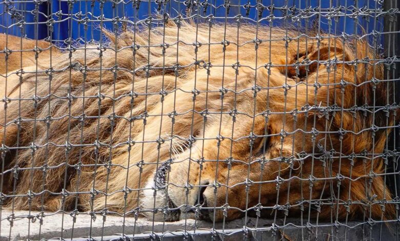 Personal de la FGR comenzó la búsqueda de fosas de felinos en predio de Black Jaguar-White Tiger | Video