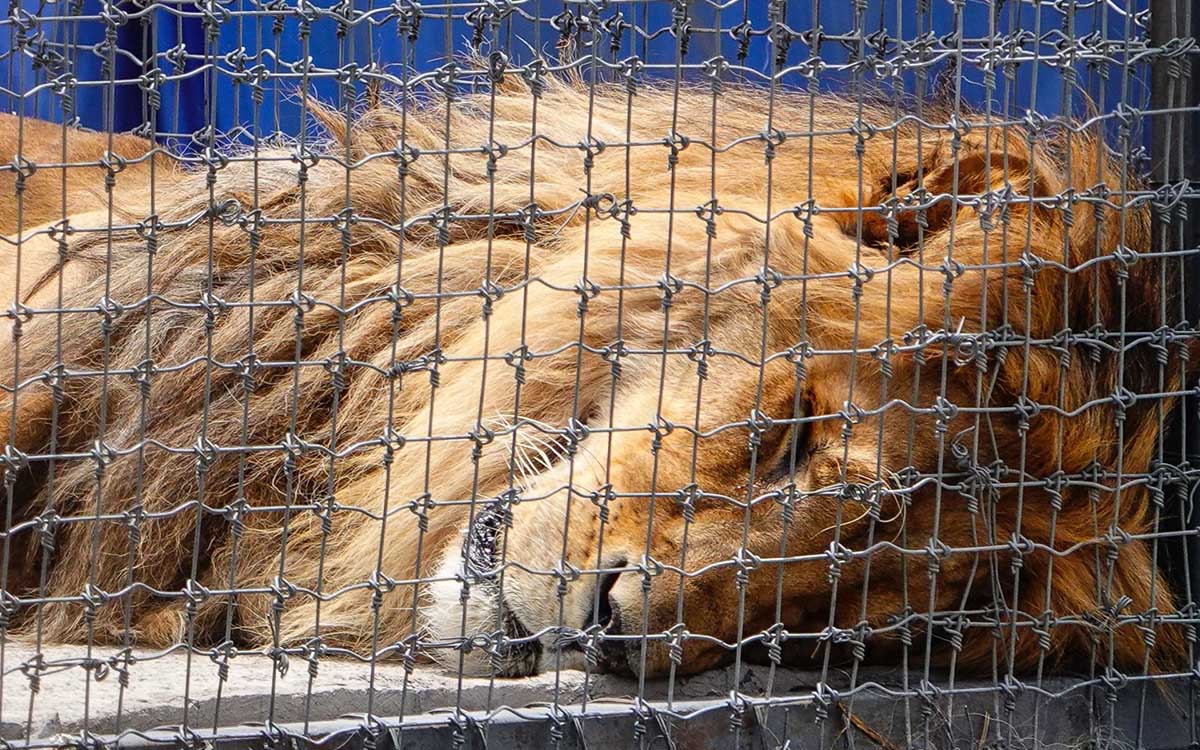 Personal de la FGR comenzó la búsqueda de fosas de felinos en predio de Black Jaguar-White Tiger | Video