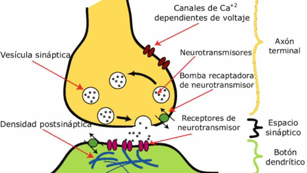 Poda sináptica: Descubre qué es