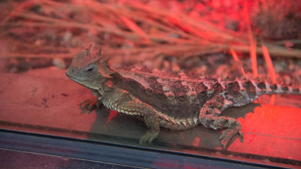 Qué es un dragón volador