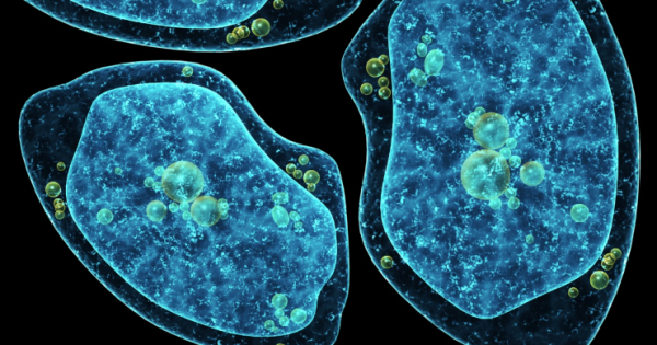 Qué es y cómo ataca la ameba ‘comecerebros’ que ataca bajo el agua y dejó grave a un nadador