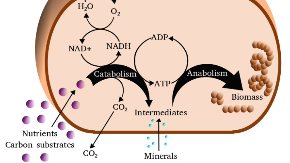 Qué es y cómo se produce