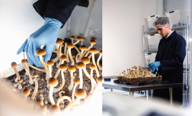 Realizan el primer ensayo con derivados de hongos alucinógenos autorizado por la FDA