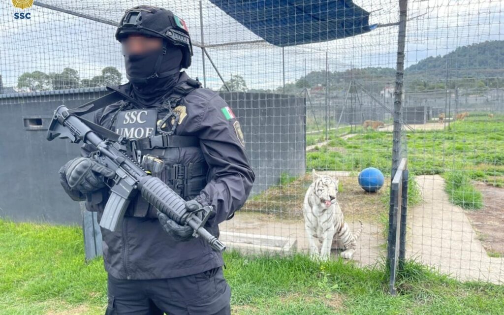 Rescatan a 177 felinos de la Fundación Black Jaguar-White Tiger | Video