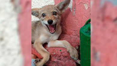 Rescatan una cría de coyote que deambulaba en calles de Azcapotzalco | Fotos