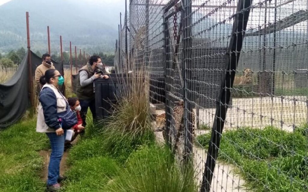 Semarnat y Profepa garantizan trato digno y respetuoso a felinos rescatados de Black Jaguar-White Tiger