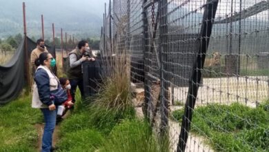 Semarnat y Profepa garantizan trato digno y respetuoso a felinos rescatados de Black Jaguar-White Tiger